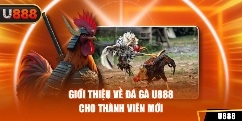 Giới thiệu về đá gà U888 cho thành viên mới