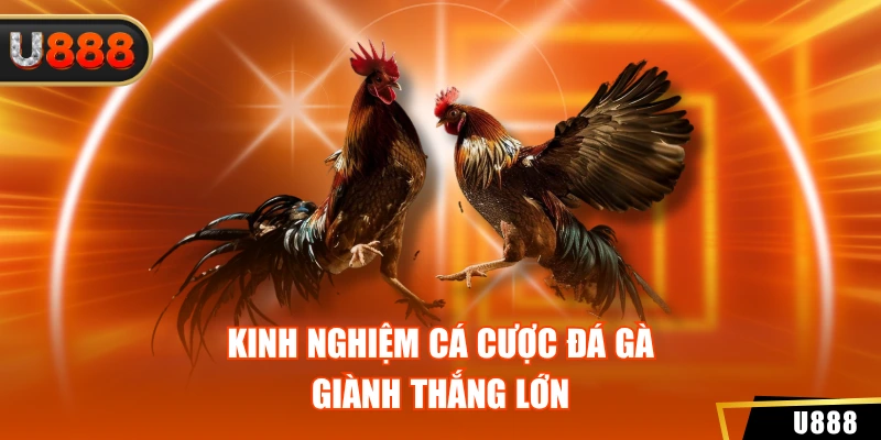 Đá Gà Thomo U888 - Thưởng Thức Các Màn Tranh Tài Đỉnh Cao 4 Kinh nghiệm cá cược đá gà giành thắng lớn