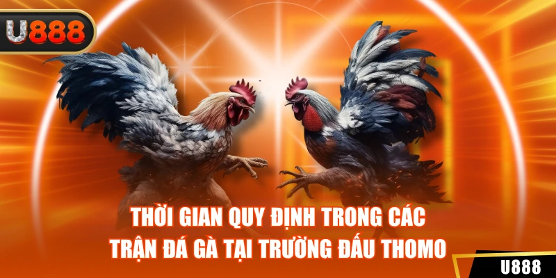 Đá Gà Thomo U888 - Thưởng Thức Các Màn Tranh Tài Đỉnh Cao 3 Thời gian quy định trong các trận đá gà tại trường đấu Thomo